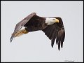_3SB4360 bald eagle